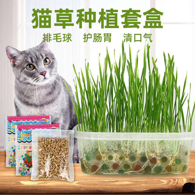 無土栽培貓草套裝OEM代加工