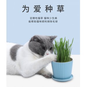 種籽貓零食貓薄荷