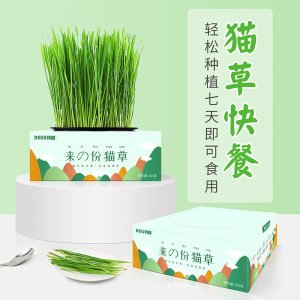 得酷 貓草種子水培貓薄荷