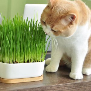 貓草貓零食貓草種子