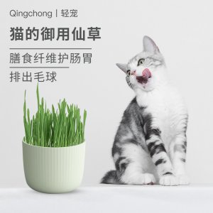 輕寵貓草貓薄荷盆栽種子貓零食