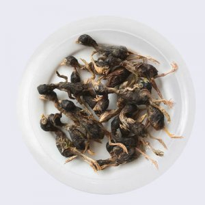 貓咪零食凍干小鵪鶉