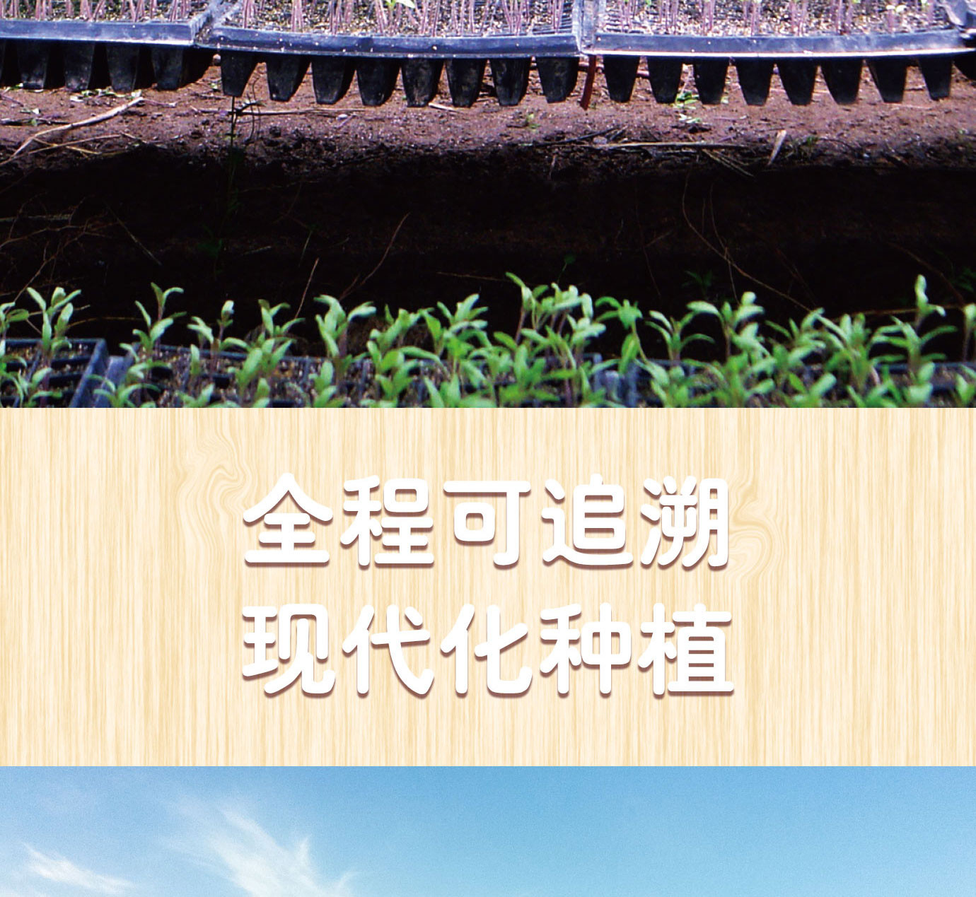 大桶番茄醬簡(jiǎn)介_(kāi)08.jpg