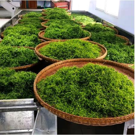 西萃御品湖北恩施來鳳藤茶oem代加工