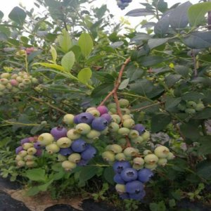 藍莓